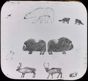 Image: Drawing of Bear, Musk-Ox, Reindeer